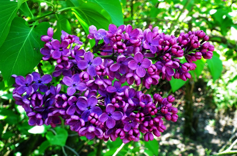 優美芳香的丁香花圖片