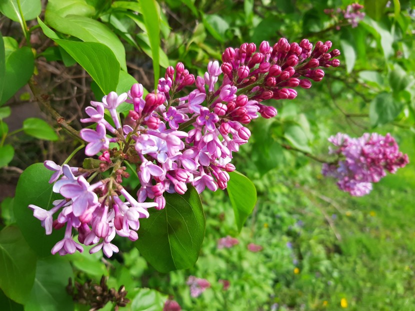 優美芳香的丁香花圖片