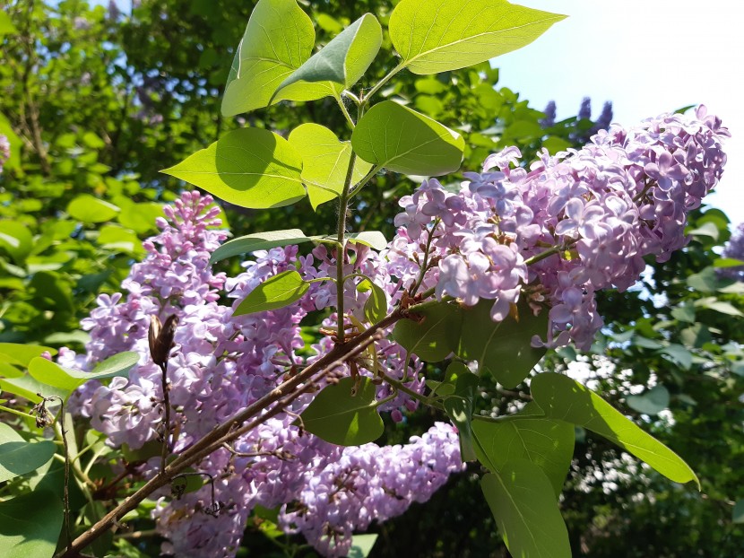 優美芳香的丁香花圖片