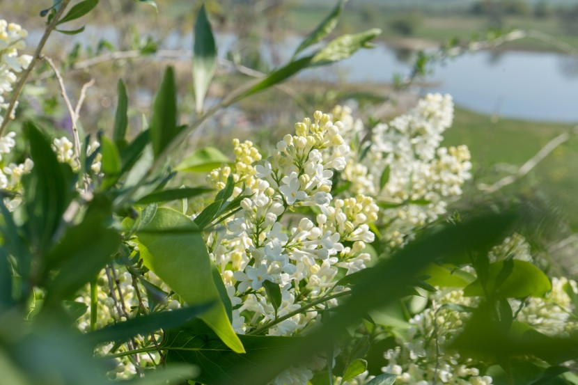 優美芳香的丁香花圖片