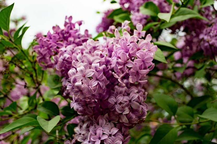 芳香淡雅的丁香花圖片