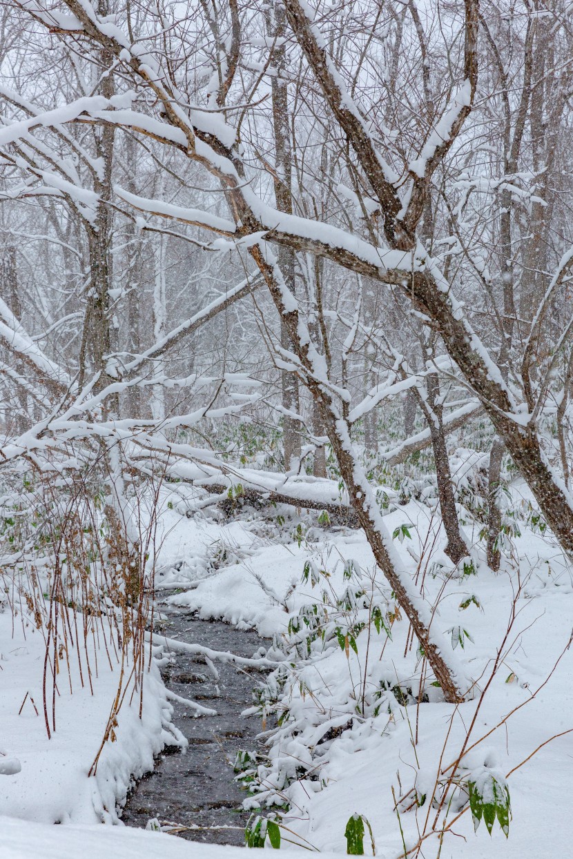 冬季冰雪下的河流圖片