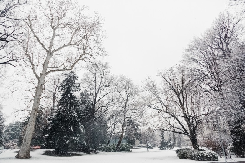 白茫茫的冬季雪景圖片