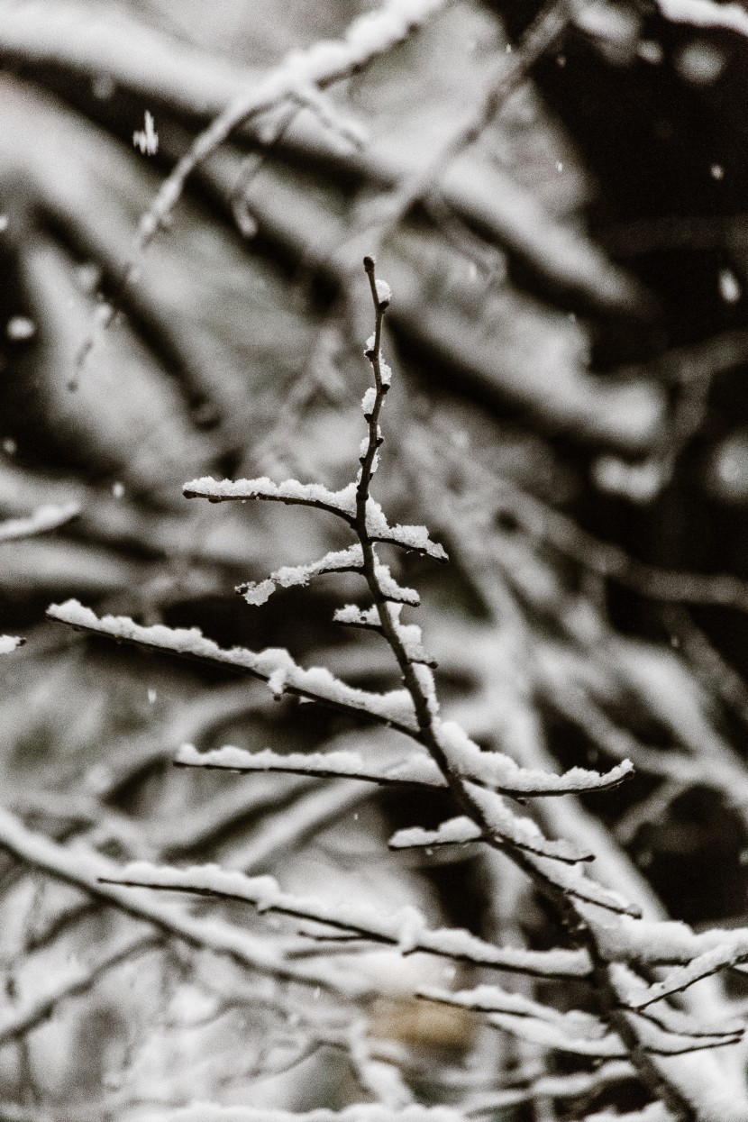 白茫茫的冬季雪景圖片