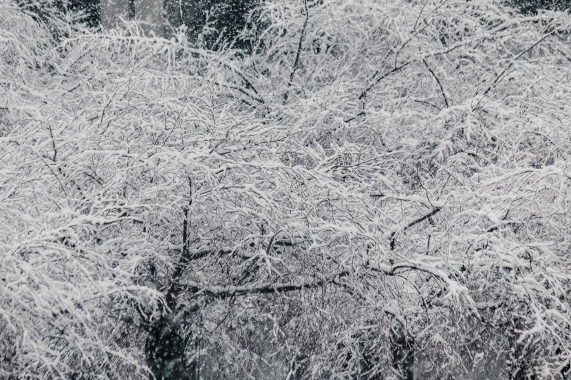 白茫茫的冬季雪景圖片