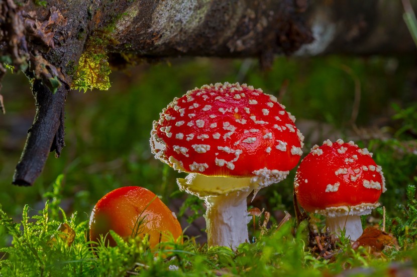 紅色有毒的毒鵝膏菌圖片