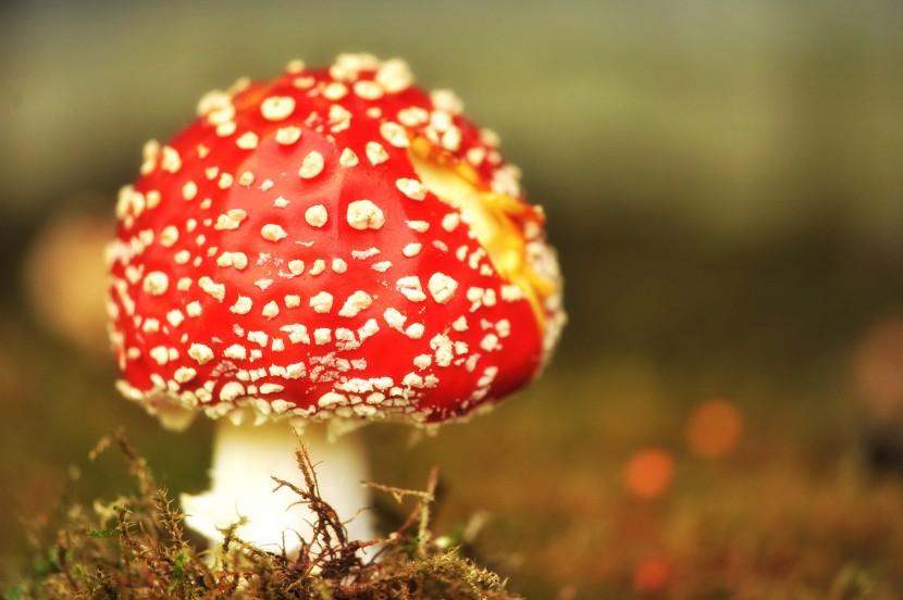 紅色有毒的毒鵝膏菌圖片