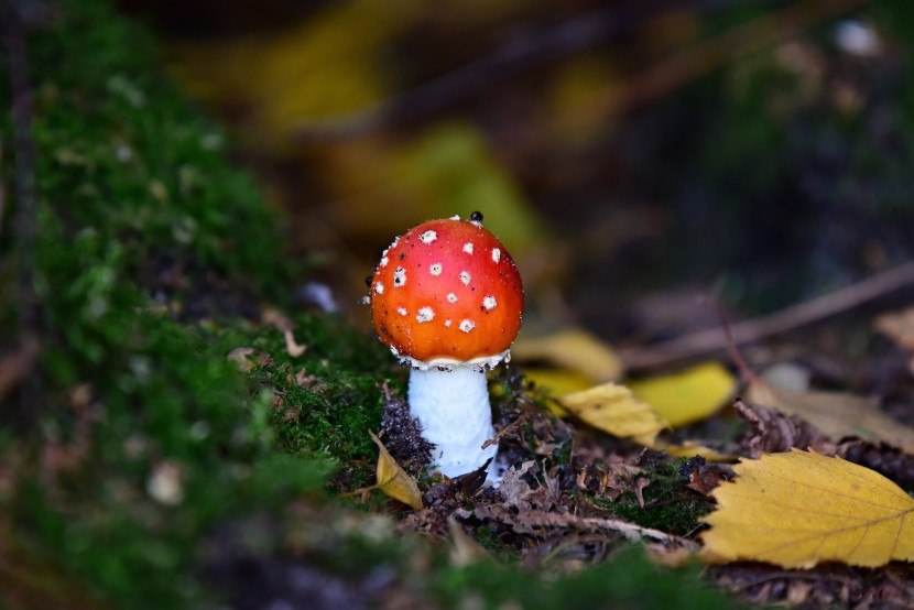 紅色有毒的毒鵝膏菌圖片