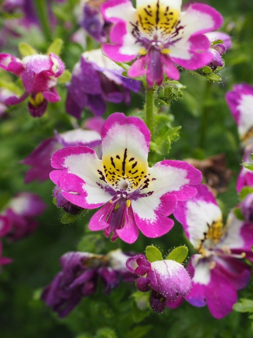 花色豐富的蛾蝶花圖片