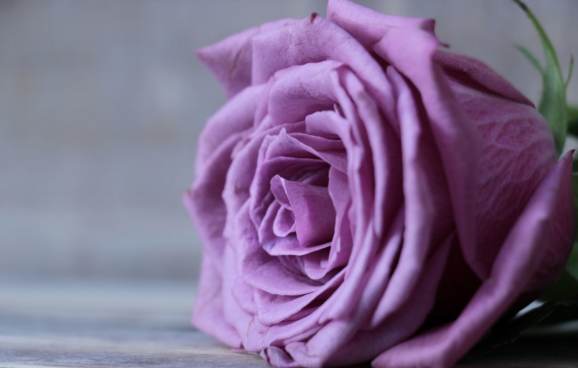 花型優雅的粉玫瑰圖片