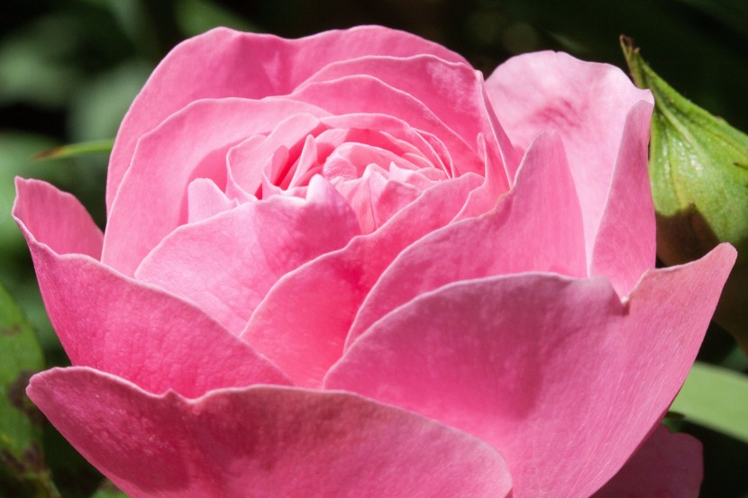 溫柔漂亮的粉玫瑰圖片
