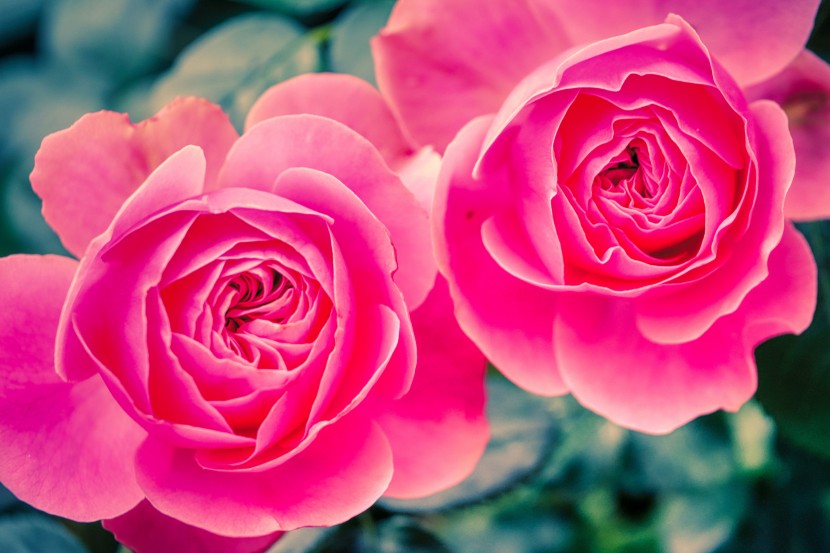 溫柔漂亮的粉玫瑰圖片