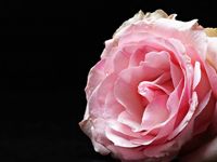 花型優雅的粉玫瑰圖片(15張)