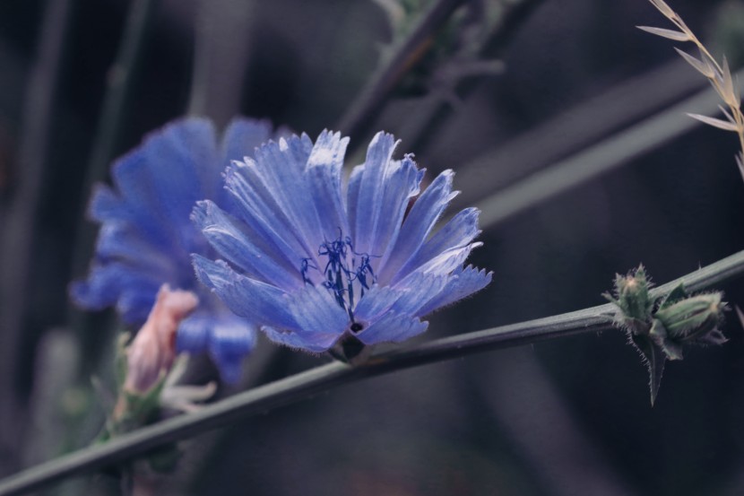 淡紫色清新菊苣的圖片