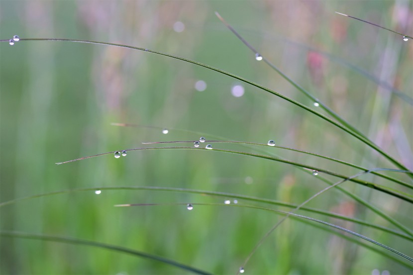 花朵上圓潤透亮的露珠圖片