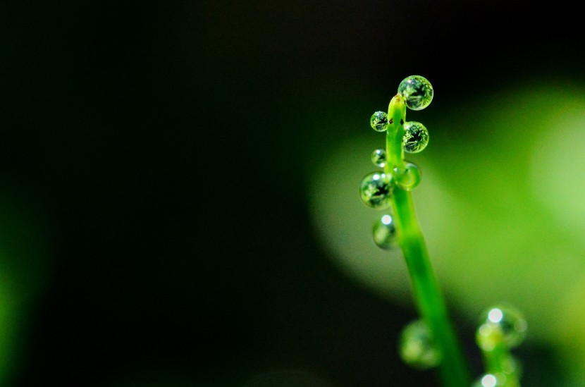 花朵上圓潤透亮的露珠圖片