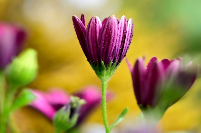 花朵上閃亮晶瑩的露珠圖片