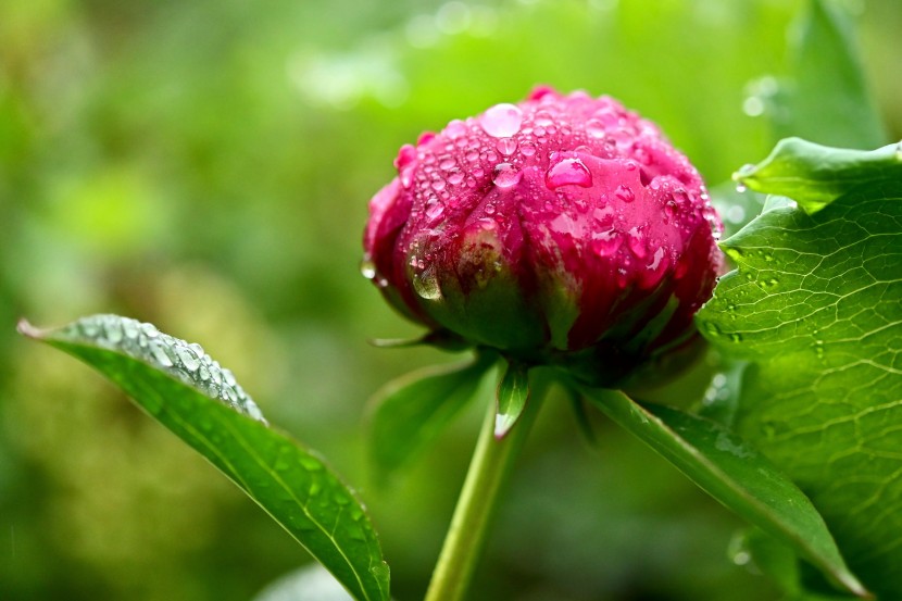 花朵上閃亮晶瑩的露珠圖片