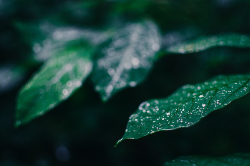 護眼的綠植圖片