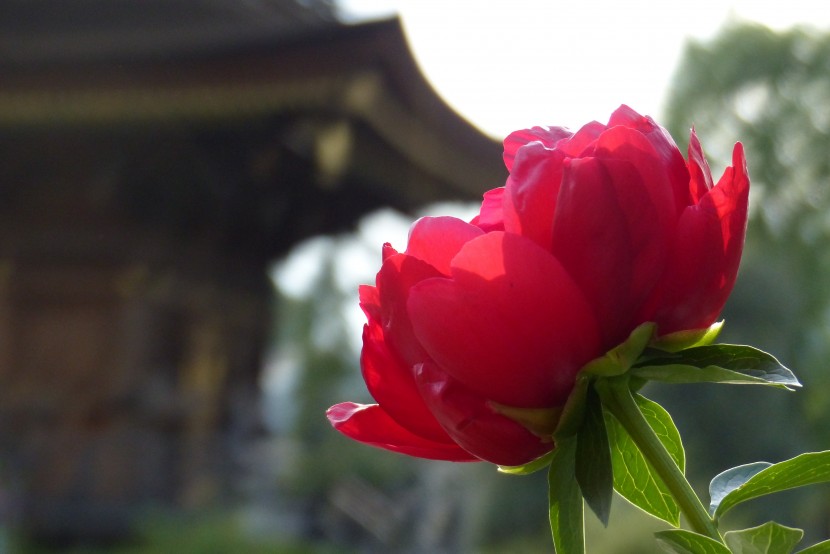 富貴風流的牡丹花圖片