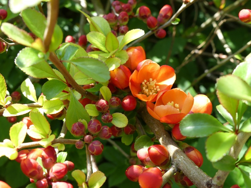 紅色燦爛的木瓜花圖片