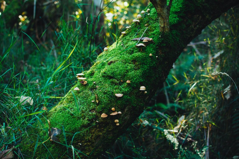 森林裡的綠色苔藓圖片