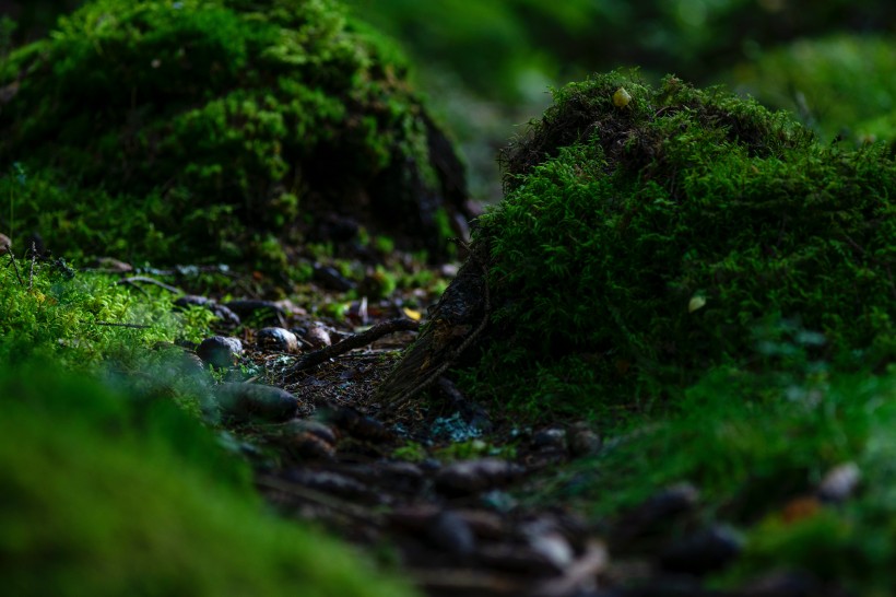 森林裡的綠色苔藓圖片