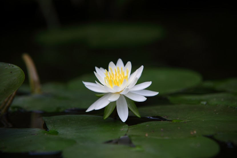 池塘裡綻放的睡蓮圖片