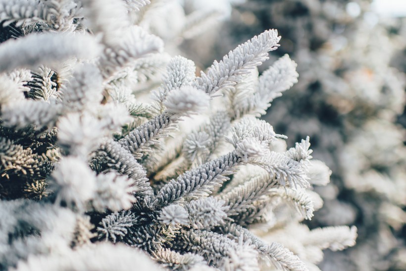 大雪覆蓋下挺拔的松樹圖片