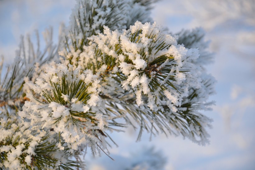 大雪覆蓋下挺拔的松樹圖片