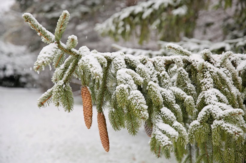 大雪覆蓋下挺拔的松樹圖片