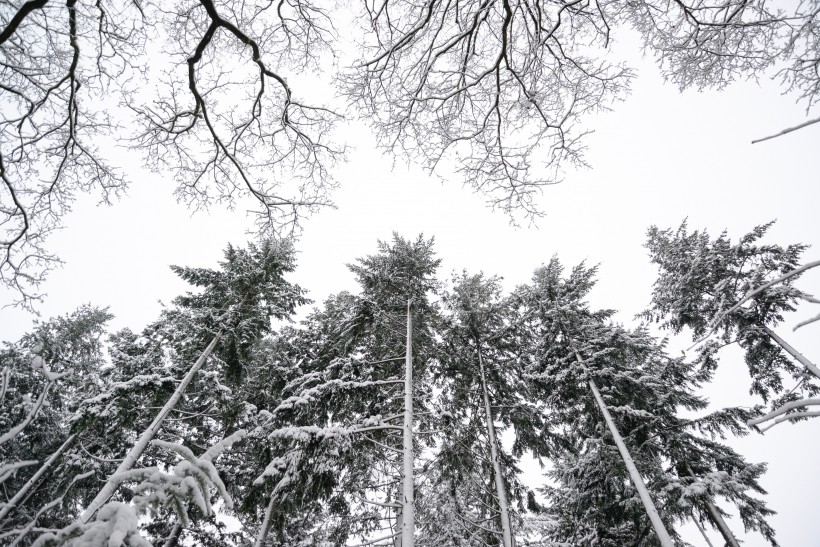 大雪覆蓋下挺拔的松樹圖片