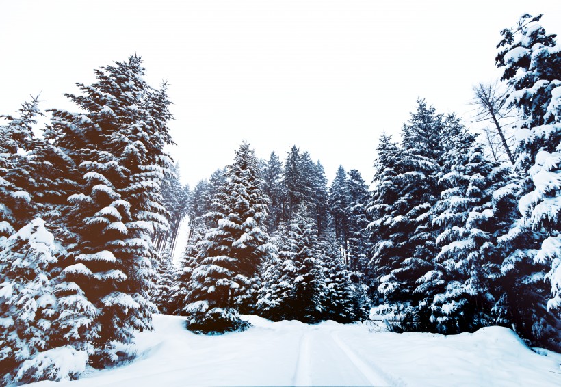 大雪覆蓋下挺拔的松樹圖片