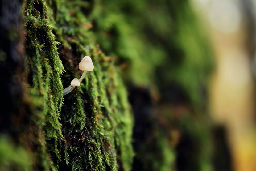 暗處綠色的苔藓圖片