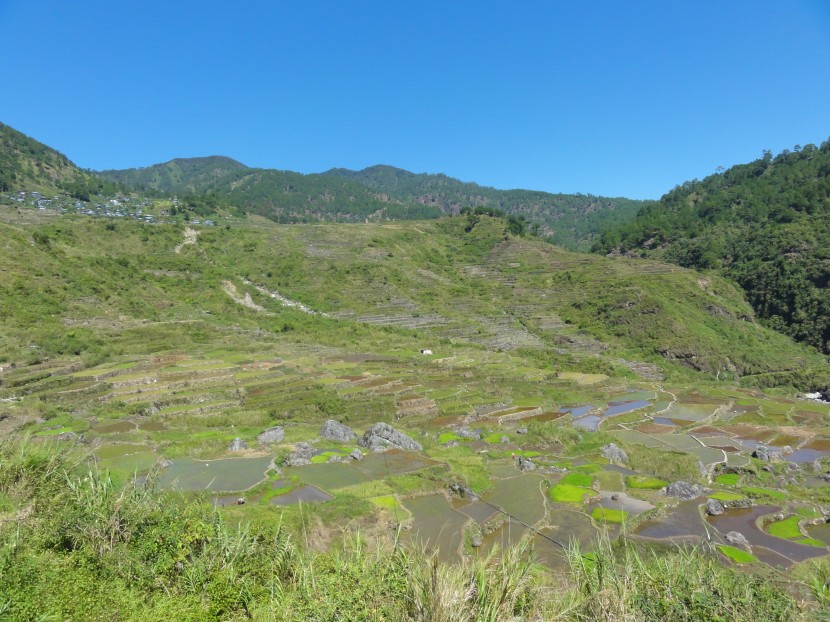 層層疊疊綠色的梯田風景圖片