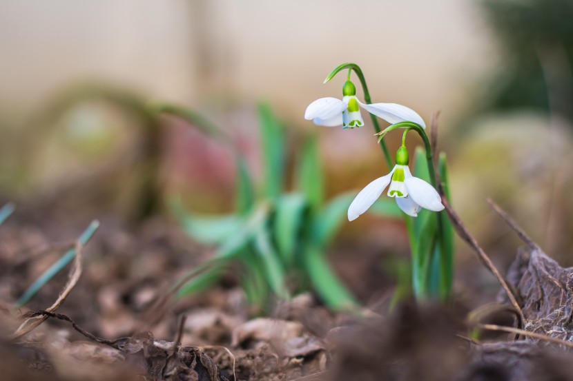 白色透亮的雪花蓮圖片