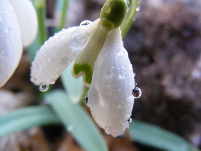 白色透亮的雪花蓮圖片