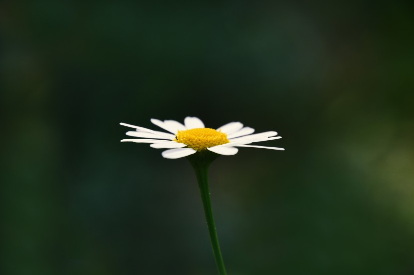 淡雅白色的洋甘菊圖片