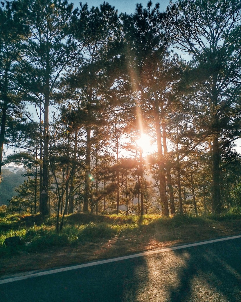 灑滿陽光的樹林圖片