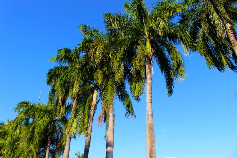 高大綠色的椰子樹圖片
