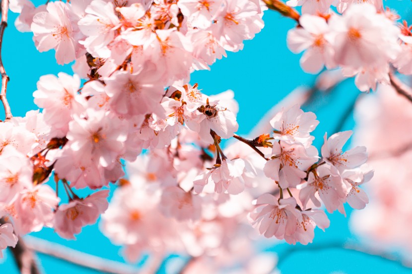 美麗的櫻花圖片