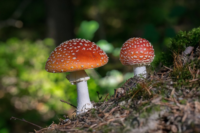 外觀漂亮鮮豔的毒鵝膏菌圖片