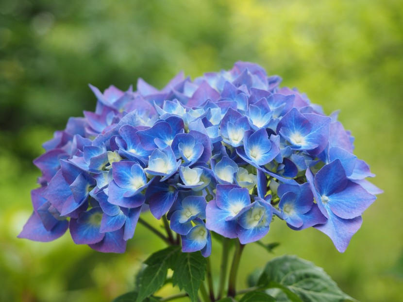 花型飽滿的八仙花圖片