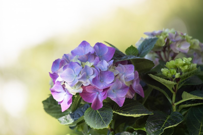 花型飽滿的八仙花圖片