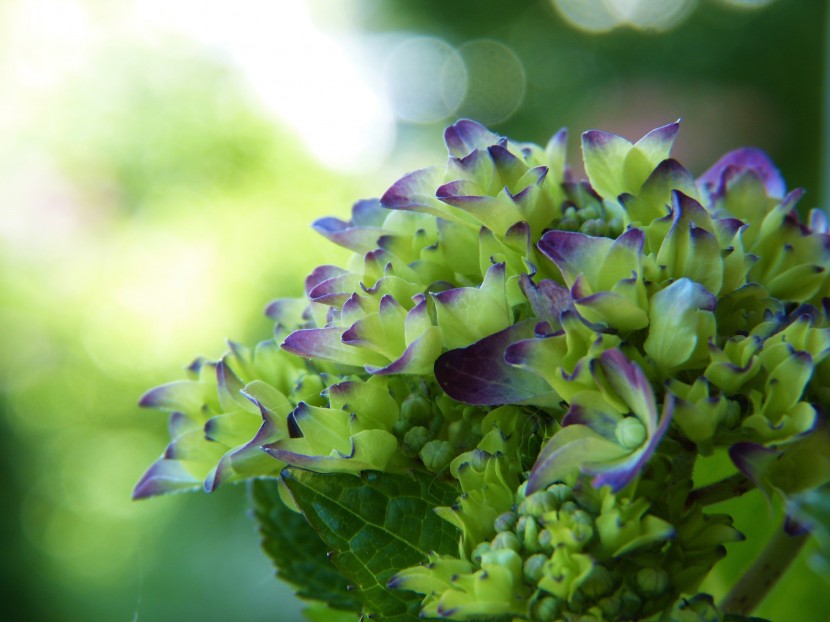 花型飽滿的八仙花圖片