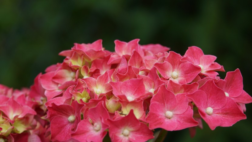 花型飽滿的八仙花圖片