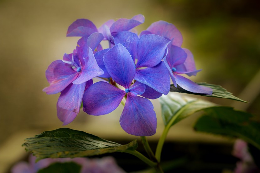 花型飽滿的八仙花圖片