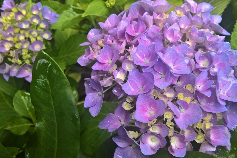 花型飽滿的八仙花圖片