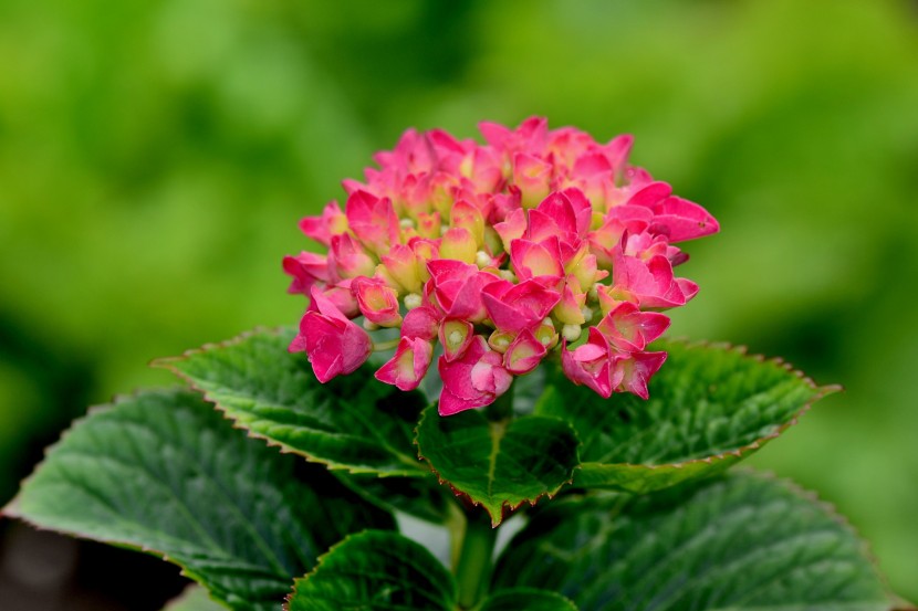 花型飽滿的八仙花圖片