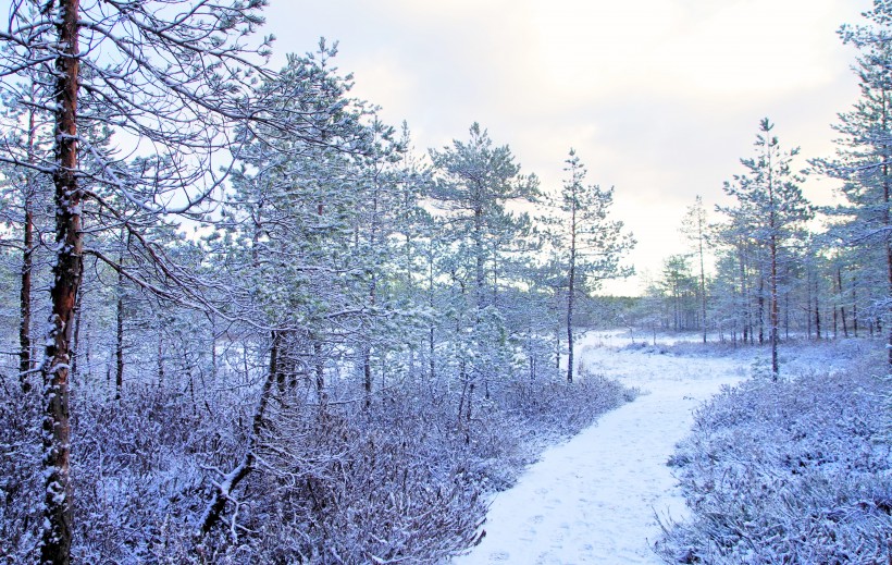 冰雪景色圖片